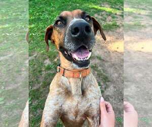 Ottis - Male Coonhound-Unknown Mix Dog for Adoption - Photo #13