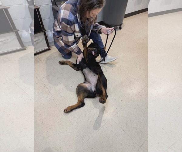 Medium Photo #3 Rottweiler Puppy For Sale in Hillsboro, NH, USA