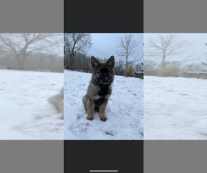 German Shepherd Dog Puppy for sale in LIBERTY, NY, USA
