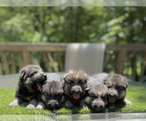 German Shepherd Dog Puppy for Sale in BRANDYWINE, Maryland USA