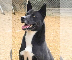Rambo - Male Akita-Unknown Mix Dog for Adoption - Photo #4
