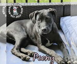 Small #8 Labrador Retriever-Staffordshire Bull Terrier Mix