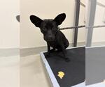 Small Chihuahua Mix