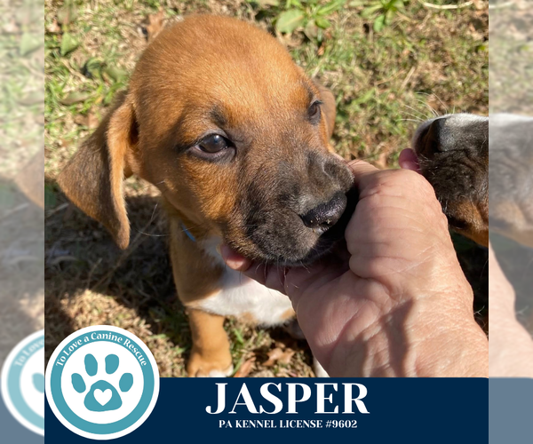 Medium Photo #1 Boxer-Unknown Mix Puppy For Sale in Kimberton, PA, USA