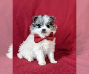 Chihuahua-pomeranian spitz Mix Puppy for sale in NEW FREEDOM, PA, USA