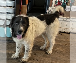 Newfoundland Puppy for Sale in AURORA, Indiana USA