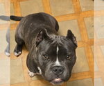 Small #5 Bulldog Mix