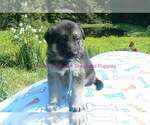 Small #1 German Shepherd Dog