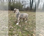 Small Photo #9 American Bully Puppy For Sale in LANCASTER, PA, USA