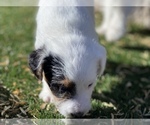 Small Photo #1 Jack Russell Terrier Puppy For Sale in LAS VEGAS, NV, USA