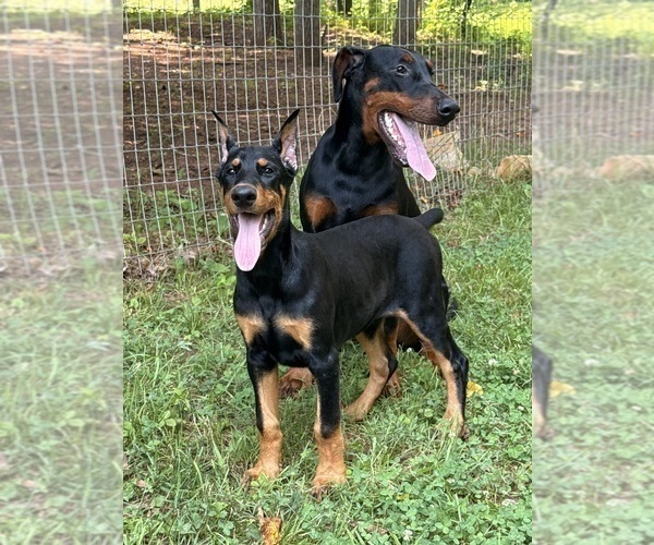 Medium Photo #1 Doberman Pinscher Puppy For Sale in NEWTON, NC, USA