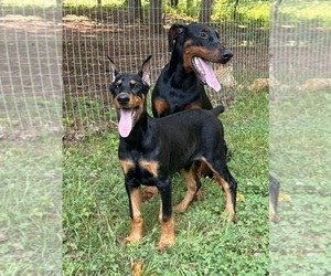 Doberman Pinscher Puppy for Sale in NEWTON, North Carolina USA