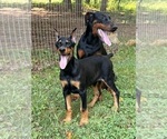 Small Doberman Pinscher