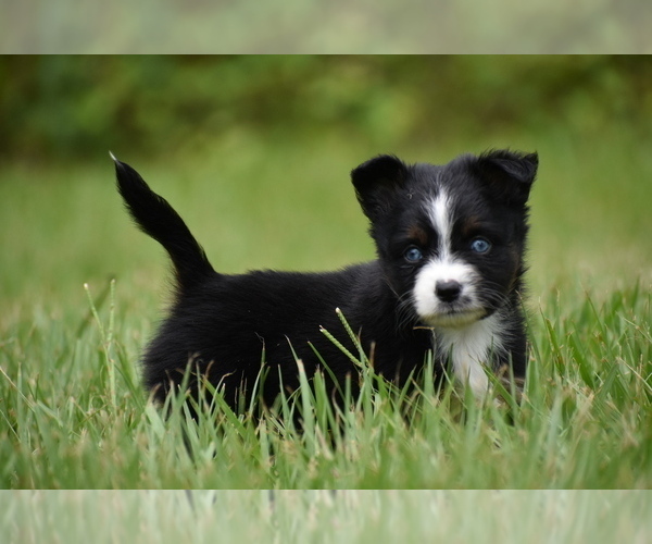 Medium Photo #4 Miniature Australian Shepherd Puppy For Sale in PALM COAST, FL, USA