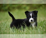 Small #3 Miniature Australian Shepherd