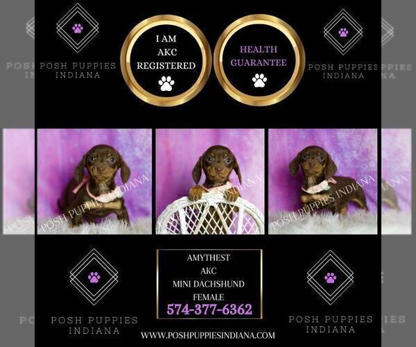 Medium Photo #6 Dachshund Puppy For Sale in WARSAW, IN, USA