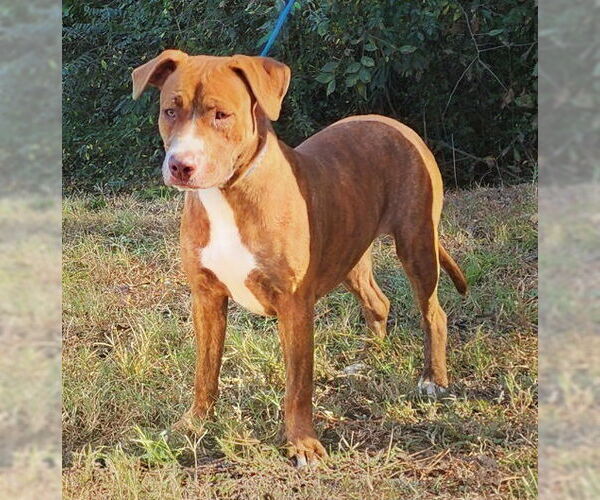 Medium Photo #4 American Pit Bull Terrier-Labrador Retriever Mix Puppy For Sale in Wetumpka, AL, USA