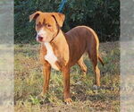 Small #3 American Pit Bull Terrier-Labrador Retriever Mix