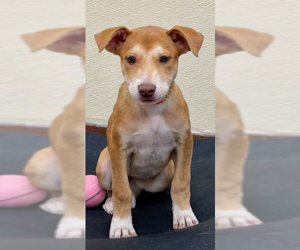 Medium Photo #1 Labrador Retriever-Unknown Mix Puppy For Sale in Jefferson, NJ, USA