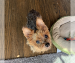 Small #2 Mutt