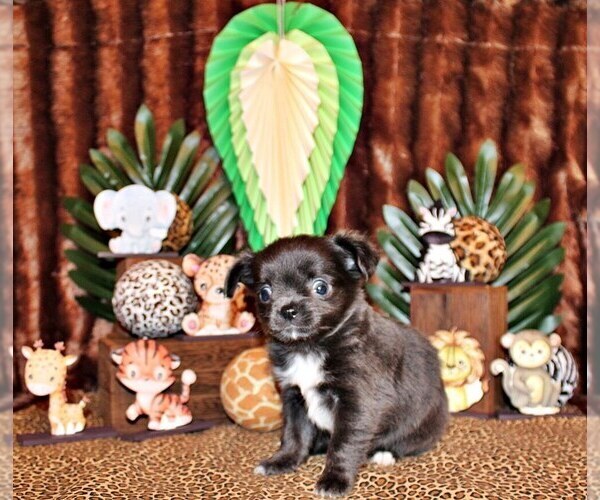Medium Photo #11 Chihuahua Puppy For Sale in CHARLESTON, AR, USA