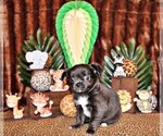 Small Photo #11 Chihuahua Puppy For Sale in CHARLESTON, AR, USA