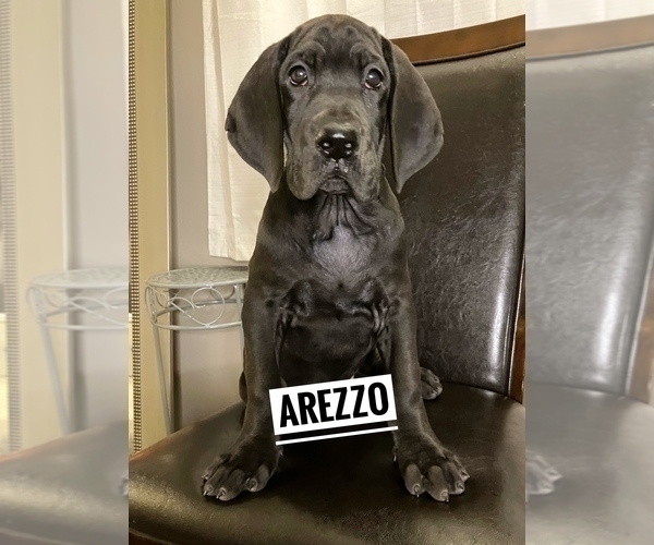 Medium Photo #17 Great Dane Puppy For Sale in COLUMBUS, OH, USA