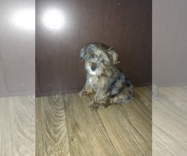 Medium Photo #4 Poodle (Toy)-Yorkshire Terrier Mix Puppy For Sale in LAPEER, MI, USA