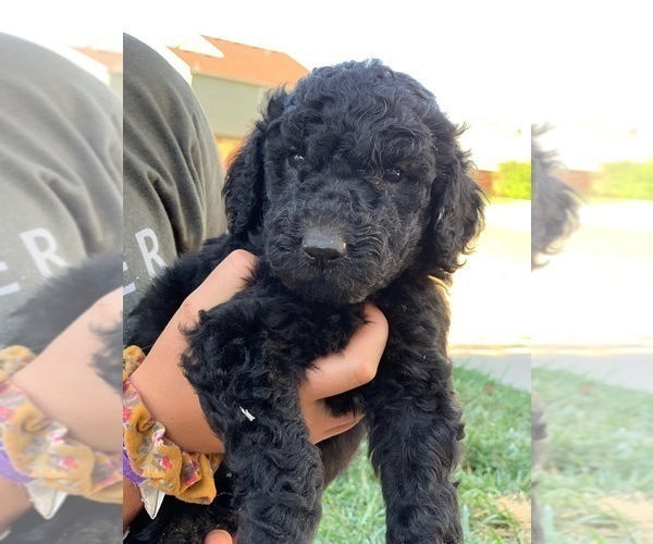 Medium Photo #3 Goldendoodle Puppy For Sale in LITTLETON, CO, USA