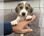 Small #1 Beagle