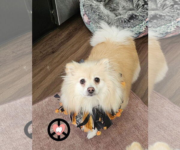 Medium Photo #3 Pomeranian Puppy For Sale in Lebanon, PA, USA