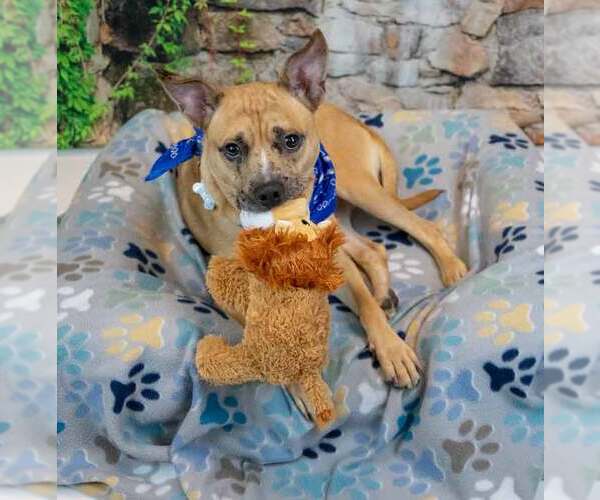 Medium Photo #6 Mutt Puppy For Sale in Kennesaw, GA, USA