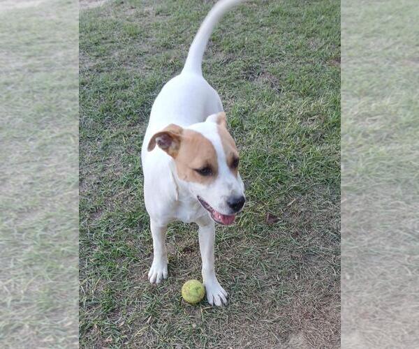 Medium Photo #3 Mutt Puppy For Sale in Eastman, GA, USA