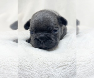 Medium French Bulldog
