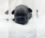 Puppy 1 French Bulldog