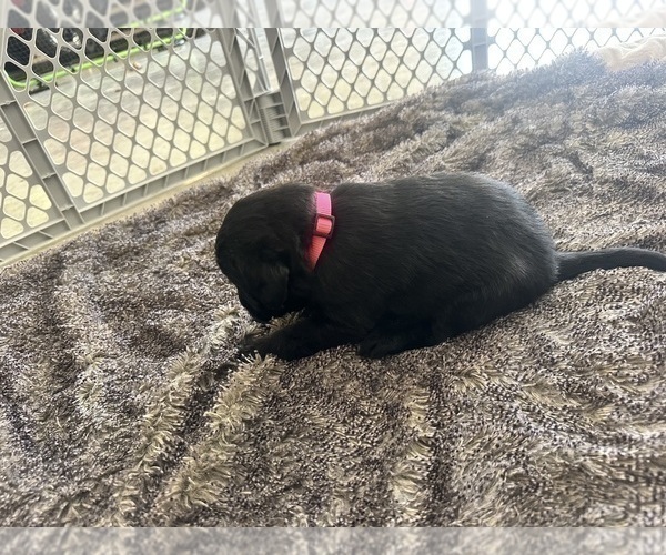 Medium Photo #5 Labradoodle Puppy For Sale in KIRKSVILLE, MO, USA