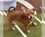 Small #3 Chihuahua