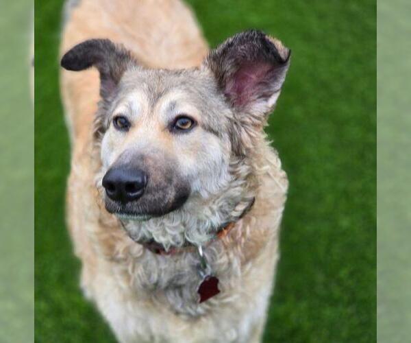 Medium Photo #2 Mutt Puppy For Sale in San Diego, CA, USA