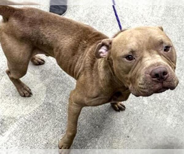 Medium Photo #2 Staffordshire Bull Terrier Puppy For Sale in Houston, TX, USA