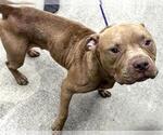 Small #1 Staffordshire Bull Terrier
