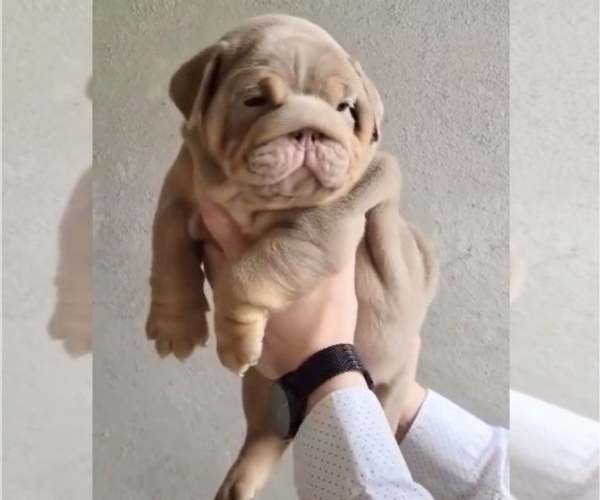 Medium Photo #2 English Bulldog Puppy For Sale in BERKELEY, CA, USA