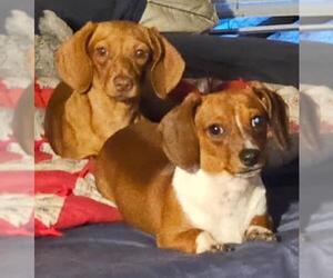 Dachshund Dogs for adoption in Los Angeles, CA, USA