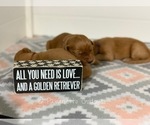 Small Photo #10 Golden Retriever Puppy For Sale in SUMMERVILLE, SC, USA