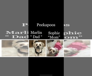 Peke-A-Poo Puppy for sale in GREEN BAY, VA, USA