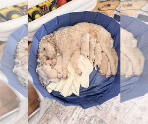 Goldendoodle Puppy for Sale in ALAMEDA, California USA