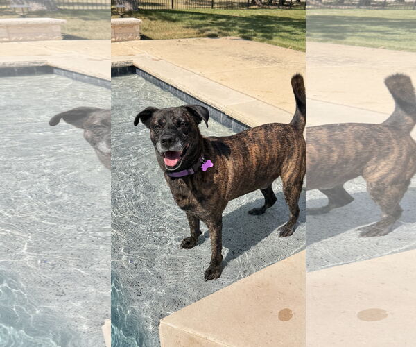 Medium Photo #5 Labrador Retriever-Unknown Mix Puppy For Sale in Fort Worth, TX, USA