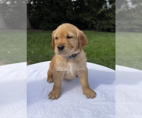 Medium Photo #1 Golden Retriever Puppy For Sale in VACAVILLE, CA, USA