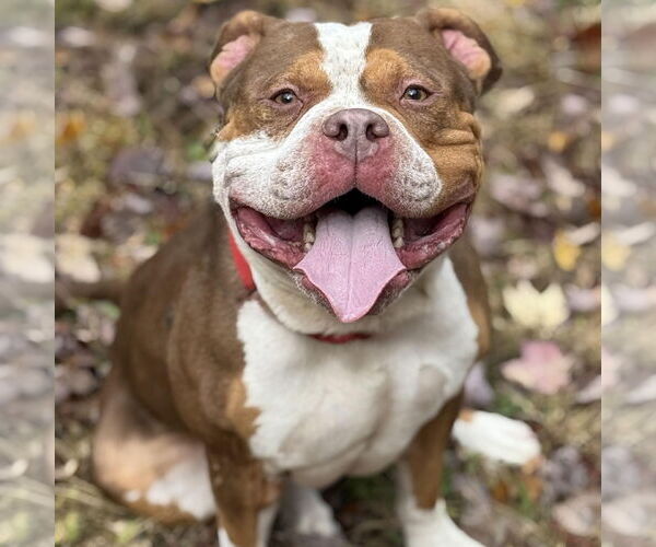 Medium Photo #1 Mutt Puppy For Sale in Cranford, NJ, USA