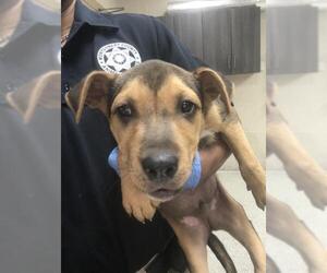 Labrador Retriever-Unknown Mix Dogs for adoption in Conroe, TX, USA