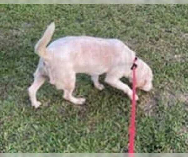 Medium Photo #8 Beagle Puppy For Sale in Dunnellon, FL, USA